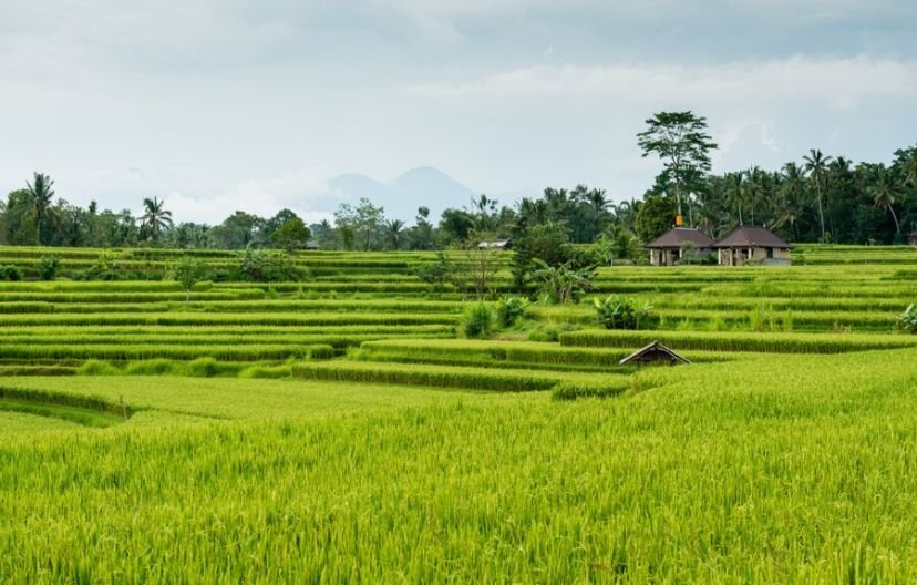 Studi Ungkap Hanya Negara Ini yang Bisa Bertahan Tanpa Impor Pangan