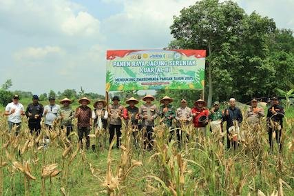 Dukung Ketahanan Pangan Nasional, Polres Tubaba-Pemda dan Petani Gelar Panen Raya Jagung Serentak Kuartal  III di Tumijajar