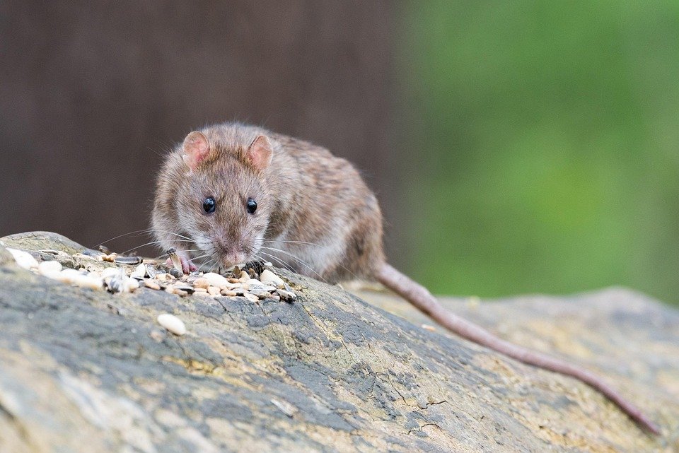 Obat Anti-IL-11 Mampu Perpanjang Umur Tikus, Apakah Bisa untuk Manusia?