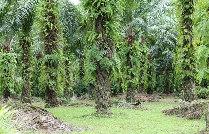 China Minat Investasi Rp148 Triliun untuk Mesin Sawit di Indonesia