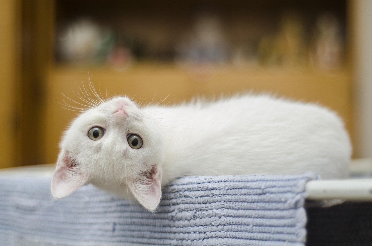 Aktivis Hewan Jepang Gagal Awasi Anggotanya, Ratusan Kucing Jadi Korban