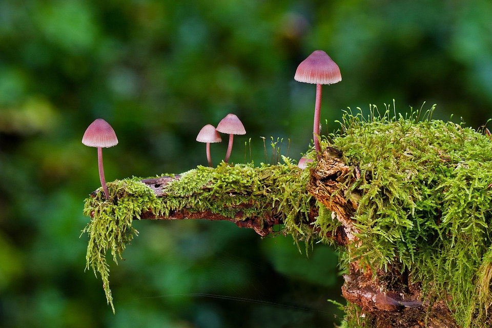Perubahan Iklim Bisa Picu Wabah Jamur Aspergillus yang Mematikan