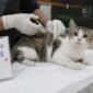 Vaksin rabies bukan hanya melindungi kesehatan hewan, melainkan juga melindungi manusia dari penyebaran virus rabies. (Ilustrasi: Notis)