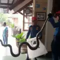 Damkarmat bak Pasukan Palugada, Urusi Tawon, Biawak, Sampai Sanca