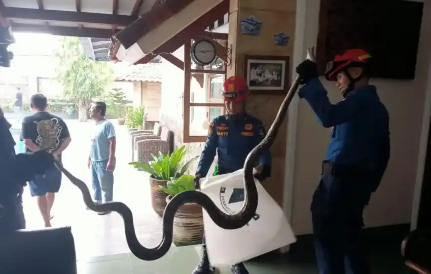 Petugas Damkarmat tangani ular sanca yang menyelinap ke kolong meja kerja seorang warga.