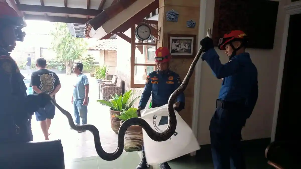Petugas Damkarmat tangani ular sanca yang menyelinap ke kolong meja kerja seorang warga.