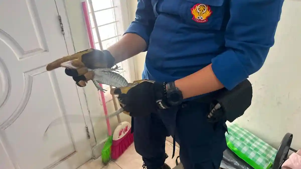 Seekor biawak ingin menyusup ke kamar rumah warga.