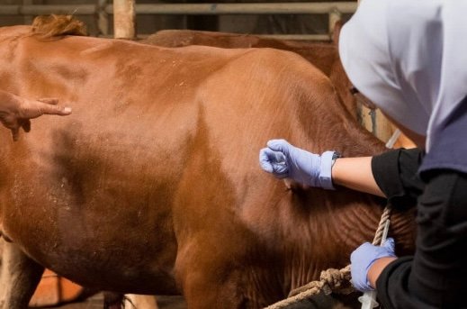 750 dosis vaksin PMK sudah direalisasikan terhadap sapi, kambing dan domba di Bandar Lampung.(foto: ist)